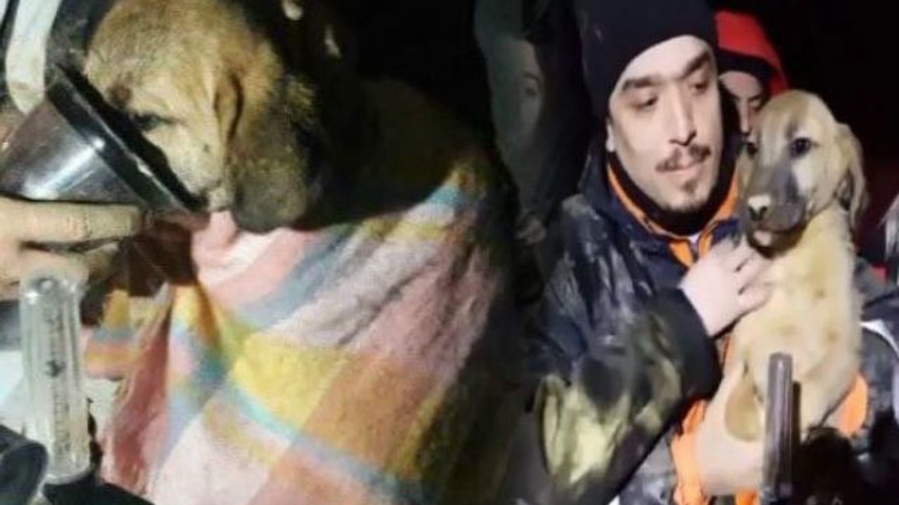 Kuyu Köpek�le ilgili sürpriz gelişme!