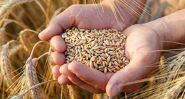 Korkulan oldu, 10 haftalık buğday kaldı. Gıda krizi konusunda uyarı üstüne uyarı yapan uzmanlar açıkladı. 2008'den beri en kötü rakam. 10 hafta yetecek kadar buğday var. Ekmek kıtlığı mı yaşanacak?