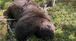 Silahla vurduğu ayının yanına giden avcı, ayı tarafından öldürüldü