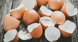 Yıllardır hepimiz aynı hatayı yapmışız! Yumurtanın kabuğunu sakın çöpe atmayın. Yumurta kabuğunun mucizevi bir özelliği ortaya çıktı! İşte yumurta kabuğunun faydaları