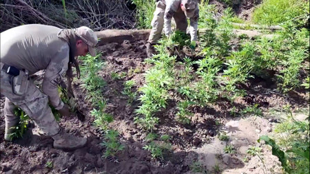 Jandarmadan dev operasyon! 12 milyon kök kenevir ele geçirildi