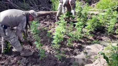 Jandarmadan dev operasyon! 12 milyon kök kenevir ele geçirildi
