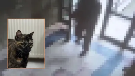 Başakşehir'de insanlık dışı olay! Kediyi yerden yere vurarak öldürdü. Tutuklandı