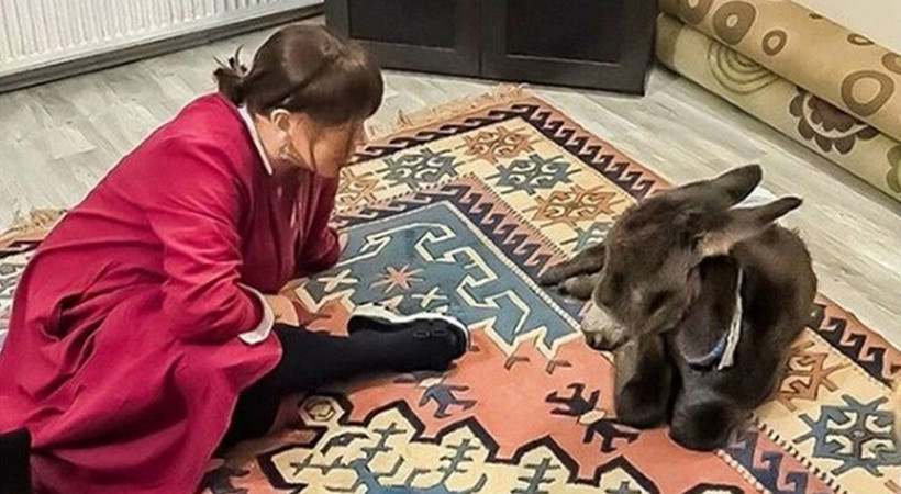 Sezen Aksu sahiplendiği sıpayı yalısına aldı