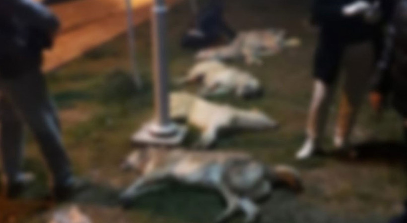 Köpekleri zehirleyenlere hapis