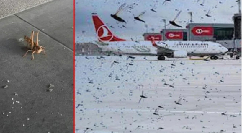 Bu sabah 06.00 sularında İstanbul Havalimanı'nda uzun bacaklı ve yaklaşık 5 santim boyundaki binlerce çekirge apronu istila etti.