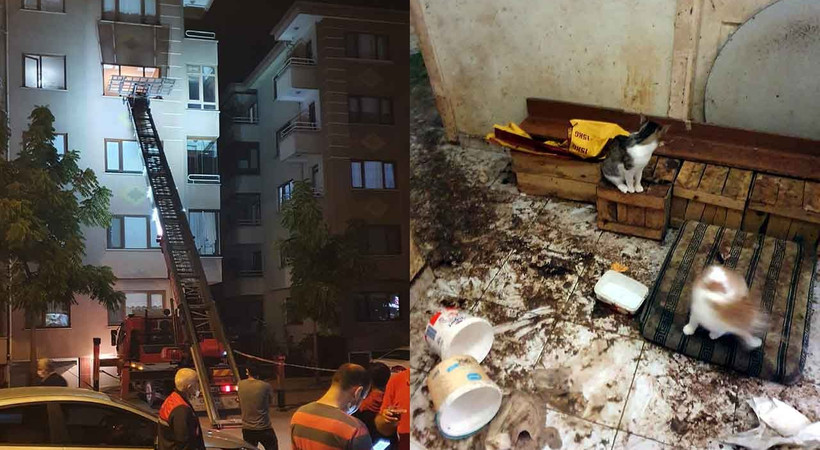 Kötü koku şikayetiyle eve girdiler 50 kediyle karşılaştılar