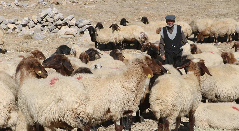 '5 bin liraya çalıştıracak çoban bulamıyoruz'