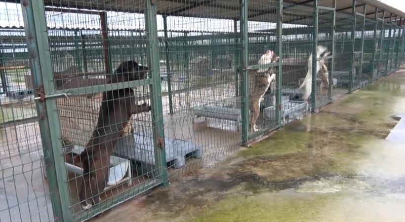 Sokaklarda yakalanan ve sahipleri tarafından barınaklara teslim edilen köpeklere ne olacak? Kafaları karıştıran soruya veteriner hekimler odası başkanından cevap geldi
