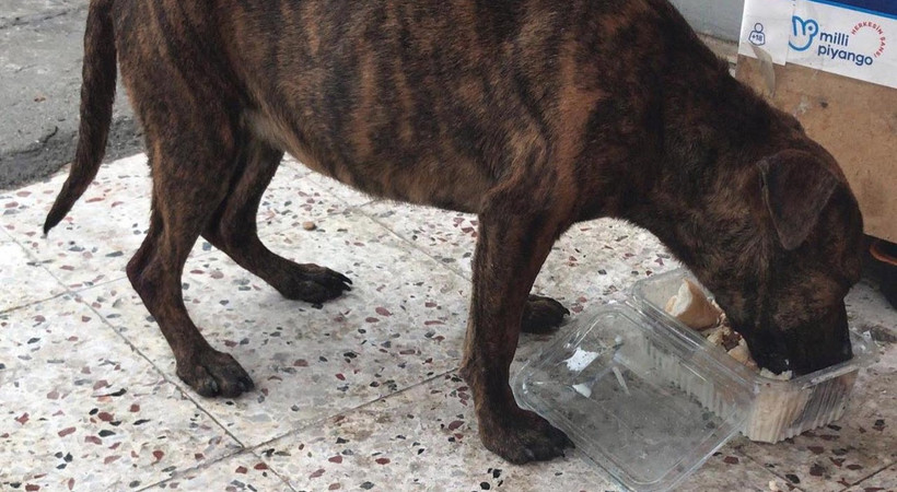 Denizli'nin Pamukkale ilçesinde vahşet: Sokak köpeğine cinsel istismar