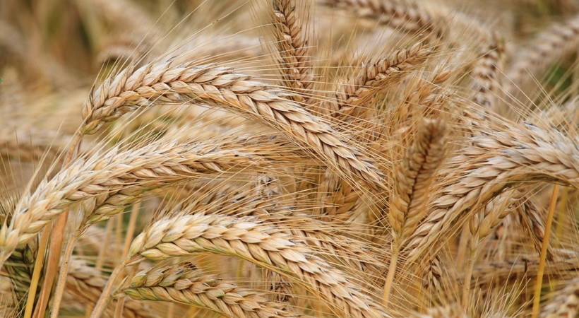 Buğday sıkıntısı mı yaşanacak? Türkiye'nin elinde ne kadar buğday kaldığı resmen açıklandı. Uluslararası Un Sanayicileri ve Hububatçılar Birliği Avrasya Başkanı Dr. Eren Günhan Ulusoy'dan flaş açıklama geldi
