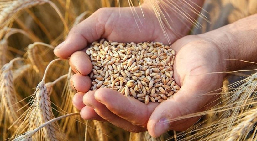Hindistan'dan hastalıklı buğday mı ithal edildi? Sosyal medyayı karıştıran iddianın ardından Bakanlık'tan flaş açıklama geldi