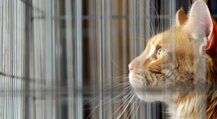 Kedilere Avustralya'dan sonra Almanya da yasak koydu! Almanya'da bir kentte kedilere sokağa çıkma yasağı ilan edildi. Yasağa uymayana 500 euro ceza