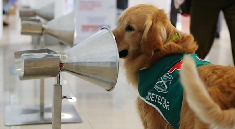 Şaşırtan araştırma: Köpekler koronavirüs tespitinde testlerden daha başarılı! Köpekler pozitif vakaların yüzde 97’sini tespit edebiliyor