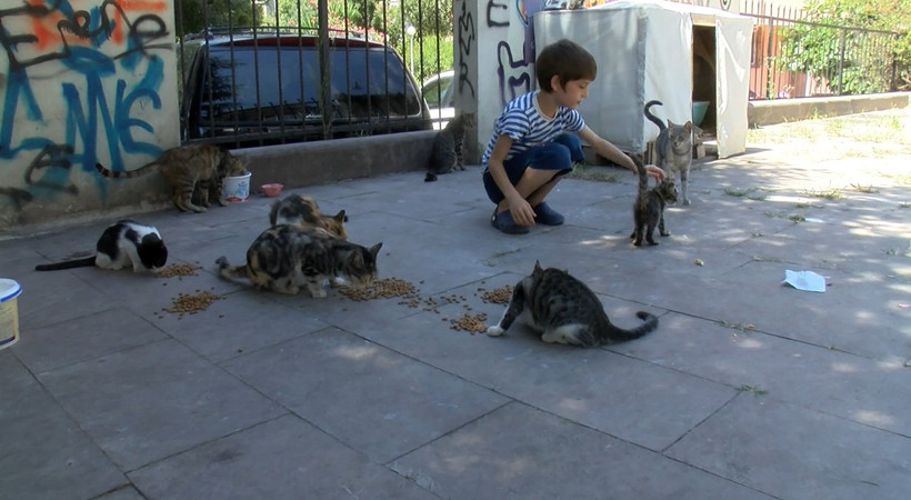 İstanbul Maltepe'de sokak kedilerini besledikleri için esnaf ve mahalleli tarafından darbedildiler iddiası