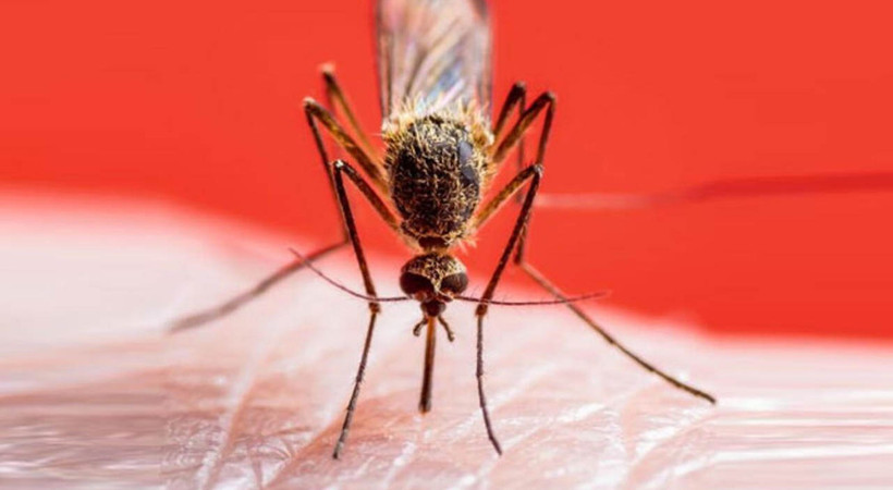 Koronadan sonra sarıhumma kabusu. İstanbul'u istila eden Aedes sinekleri Zika virüsü dışında sarıhumma kabusunu da getirdi Uzman doktor uyarıyor: Isırıldıktan 8-10 saat sonra başlıyor