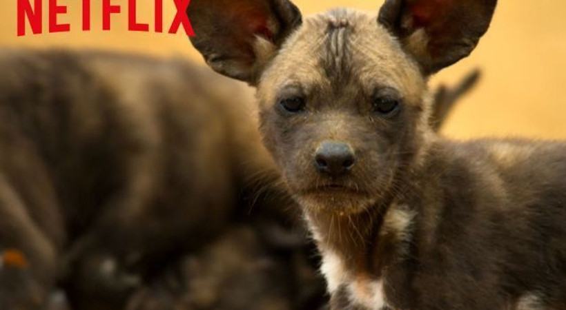 Netflix, yeni belgeseli Gezegenimiz'in uzun fragmanını yayınladı!