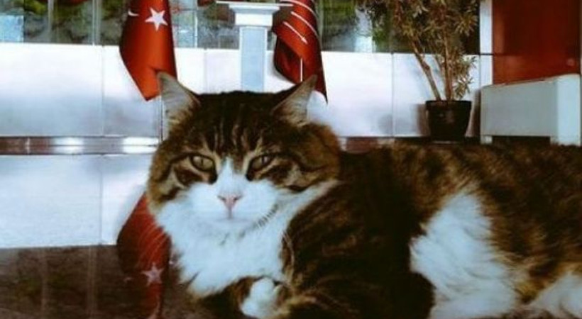 Chp Nin Kedisi Sero Dan Baykal A Imali Tweet