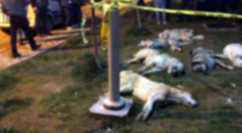 Türkiye’de bir ilk: Öldürülen sokak köpekleri için mahkemeden Ankara Büyükşehir’e davet