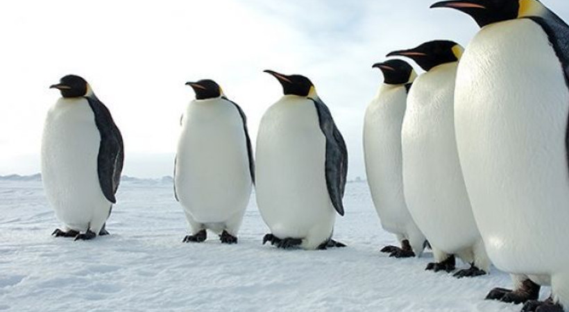 BirGün yazarı Gezi penguenleriyle röportaj yaptı!