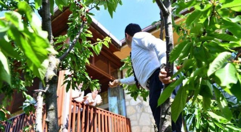 Ekrem İmamoğlu gazeteciler için kiraz topladı!