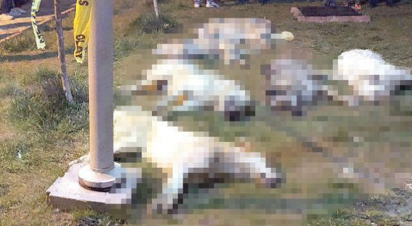 Ankara’daki köpek katilleri serbest bırakıldı!