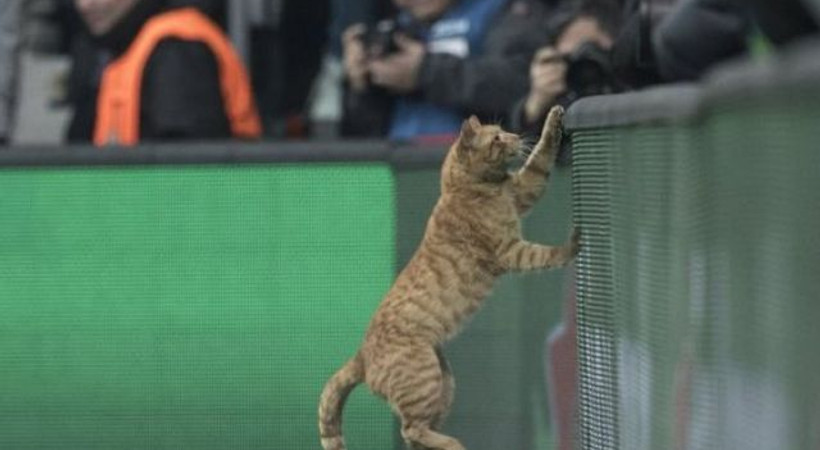 İngiliz basını bu kediyi konuşuyor!