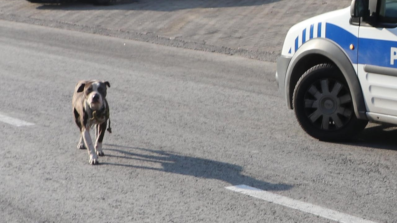 Pitbull cinsi köpekler sahipleri tarafından sokağa bırakılıyor. Kayseri'de de başıboş gezen pitbull cinsi köpek, tedirginliğe neden oldu
