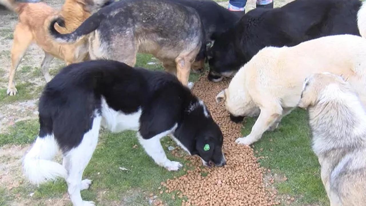 İstanbul'da kar yağışı nedeniyle yiyecek bulmakta zorlanan sokak hayvanları için hayvanseverler tarafından boş arazilere mama bırakıldı