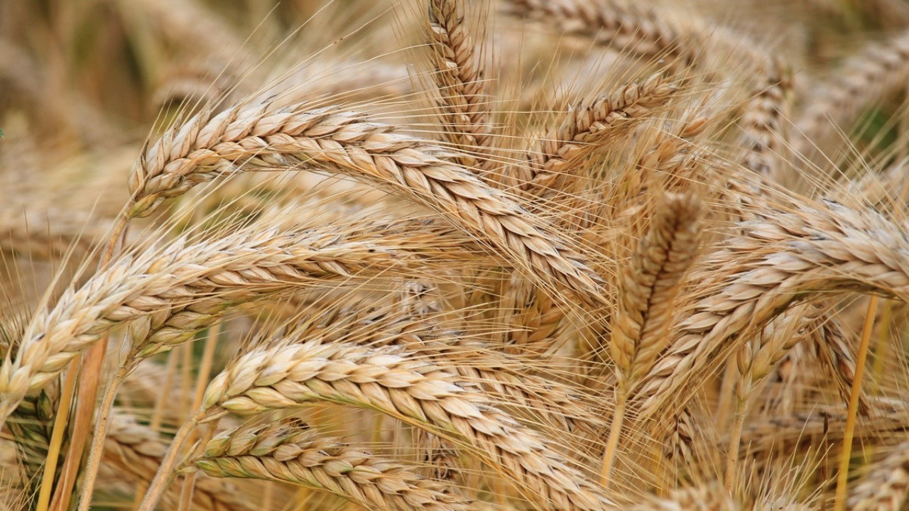 Buğday sıkıntısı mı yaşanacak? Türkiye'nin elinde ne kadar buğday kaldığı resmen açıklandı. Uluslararası Un Sanayicileri ve Hububatçılar Birliği Avrasya Başkanı Dr. Eren Günhan Ulusoy'dan flaş açıklama geldi