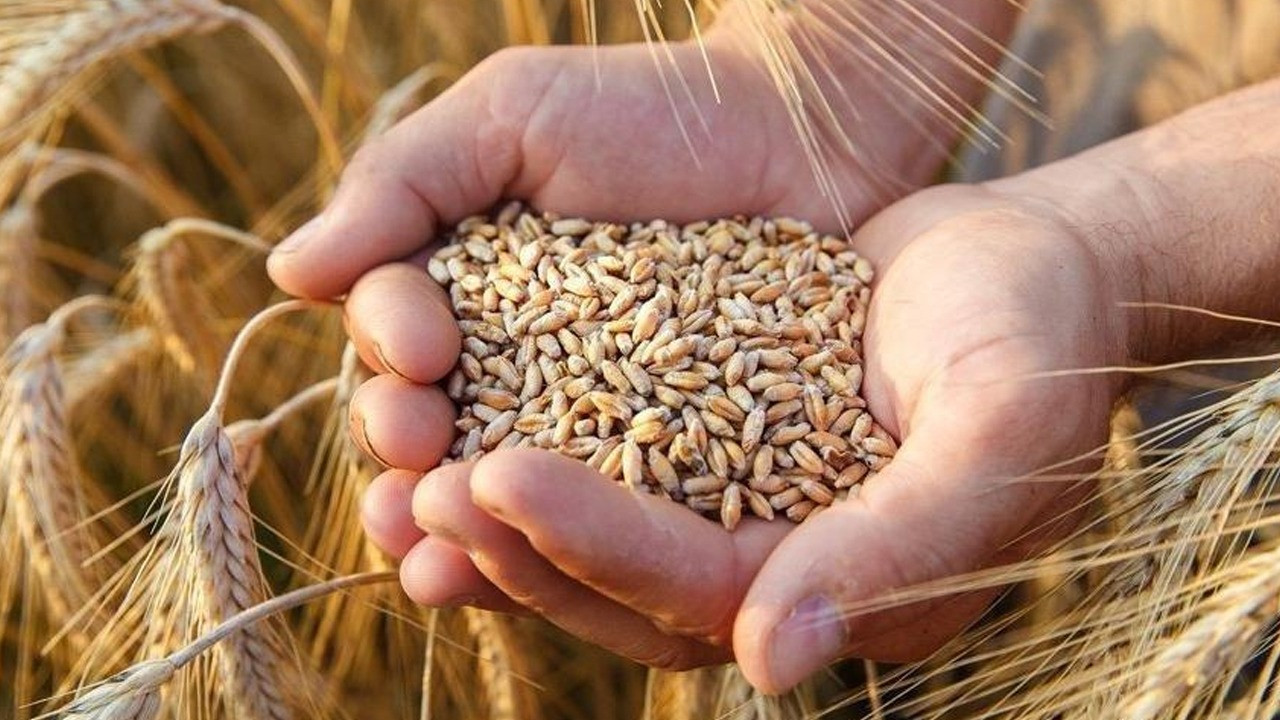 Korkulan oldu, 10 haftalık buğday kaldı. Gıda krizi konusunda uyarı üstüne uyarı yapan uzmanlar açıkladı. 2008'den beri en kötü rakam. 10 hafta yetecek kadar buğday var. Ekmek kıtlığı mı yaşanacak?