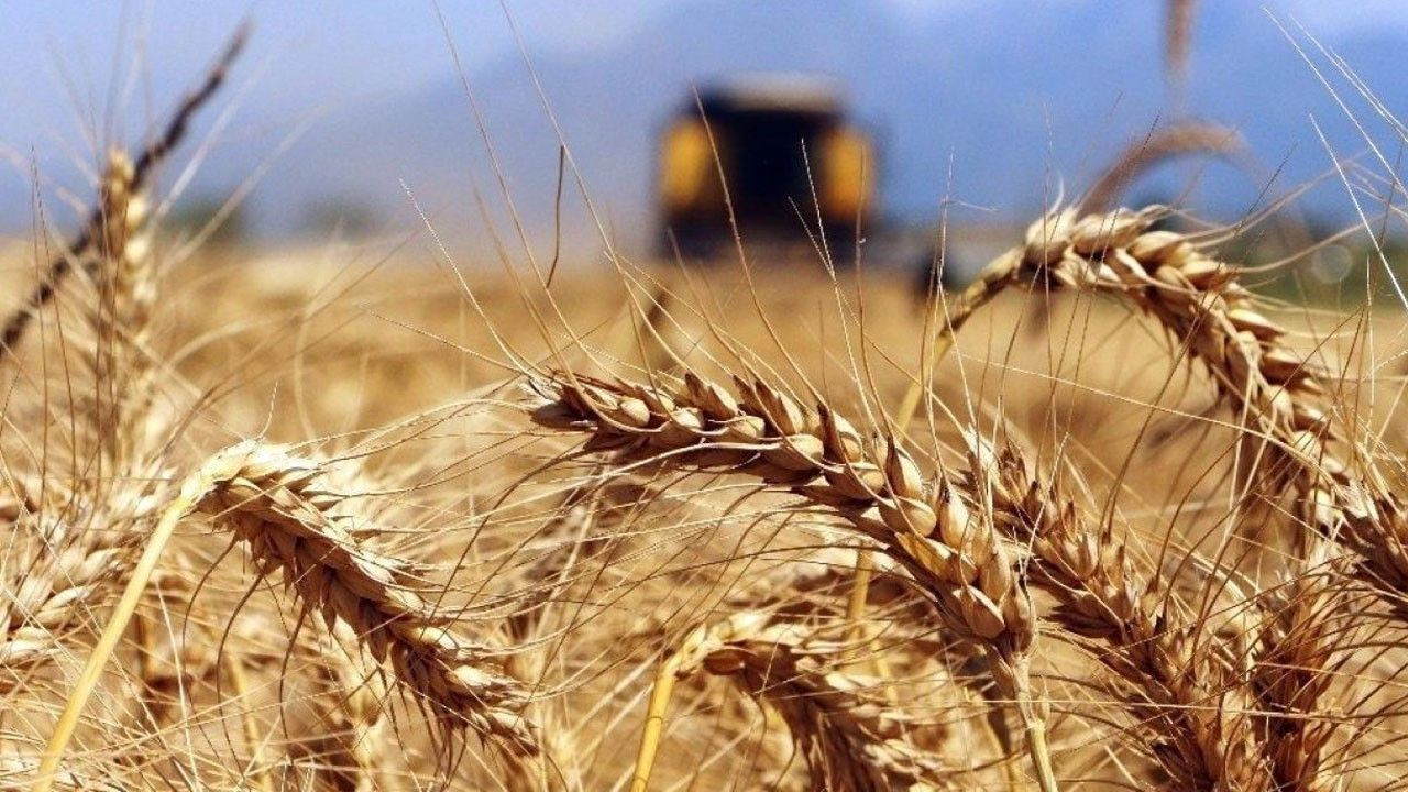 2022 buğday fiyat beklentisi açıklandı. Buğday taban fiyatı kilogram başına 5,75 lira olarak açıklandı. Toprak Mahsulleri Ofisi (TMO) ekmeklik buğday fiyatı ne kadar? Güncel buğday fiyatları - Resim: 1