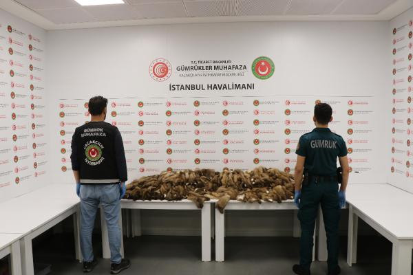 İstanbul Havalimanında yüzlerce samur postu yakalandı. Piyasa değeri 1 milyon liradan fazla